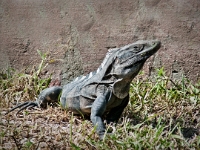 Black Iguana  Black Iguana in the garden of Hacienda Mundaca